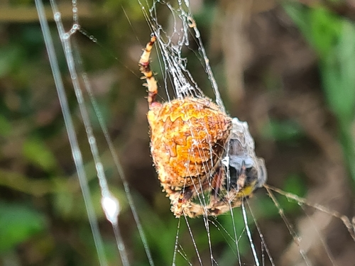 Angular Orbweaver Spider