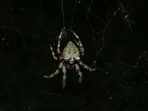 Giant Lichen Orbweaver