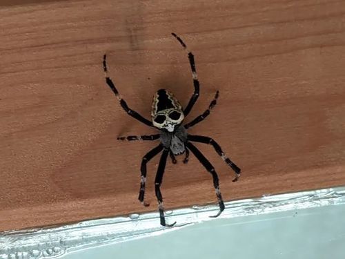 Nordmann's Orbweaver Spider