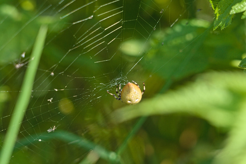 Four-spot Orbweaver