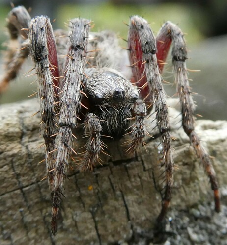 Fierce Orbweaver