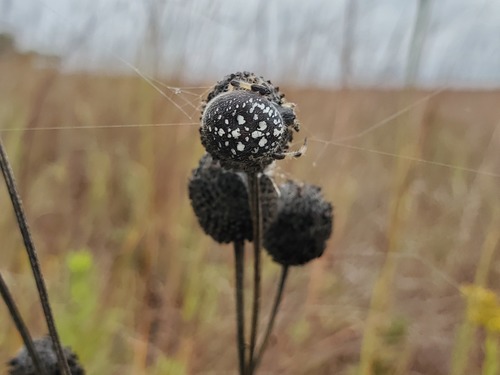 Shamrock Orbweaver