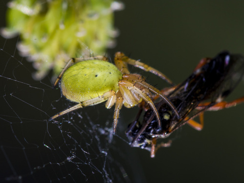 Six-spotted Orbweaver
