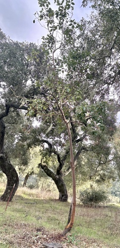 Pacific madrone