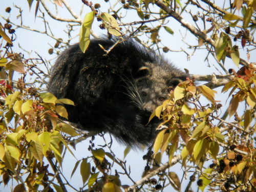 Binturong