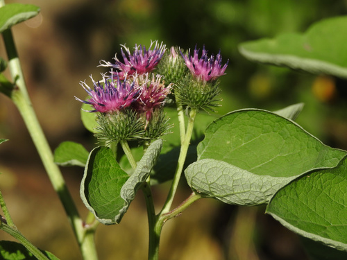 Greater burdock