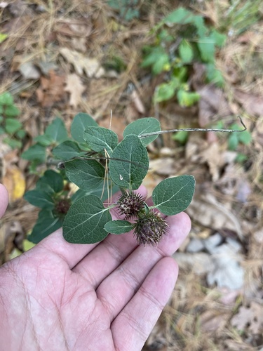 Lesser burdock