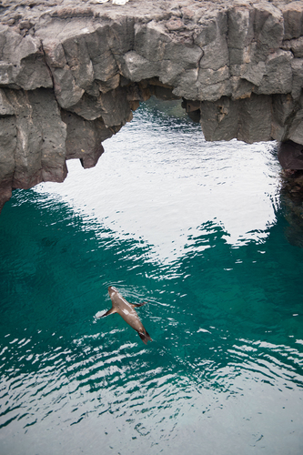 Galápagos Fur Seal