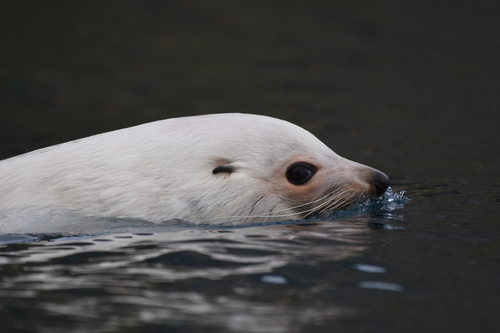 Antarctic Fur Seal