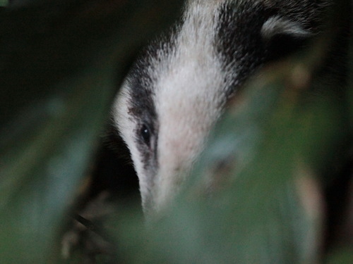 Greater Hog Badger
