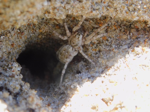 Shoreline Wolf Spider