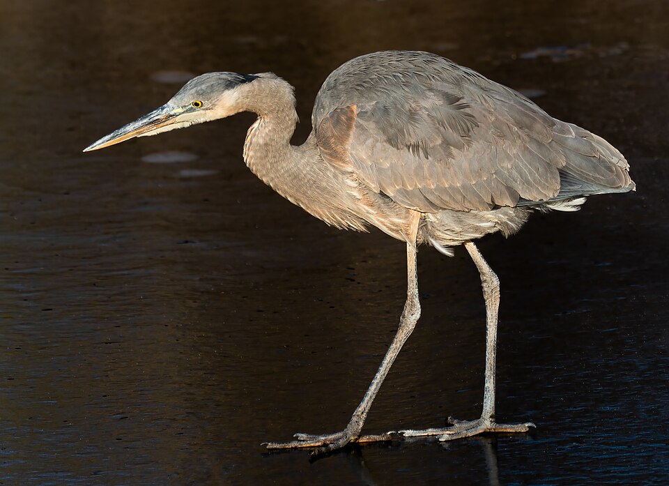 Great Blue Heron