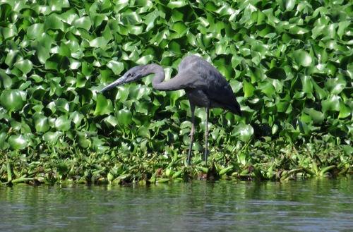 Humblot's Heron