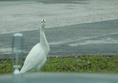 Western Cattle-Egret