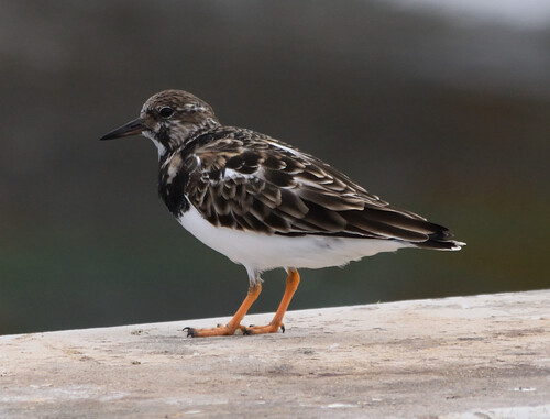 Ruddy Turnstone