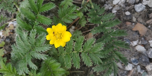 Common silverweed