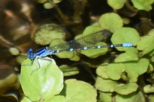 Blue-ringed Dancer