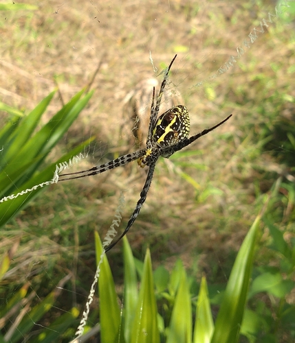 Oval Saint Andrew's Cross Spider