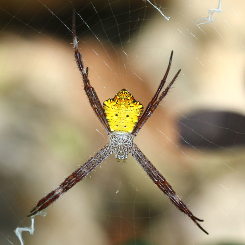 Hawaiian Garden Spider