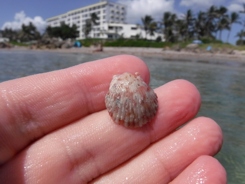Atlantic Calico Scallop