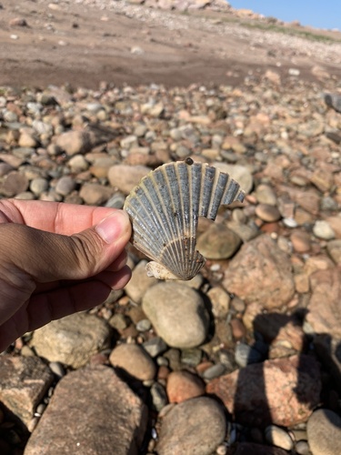 Atlantic Bay Scallop