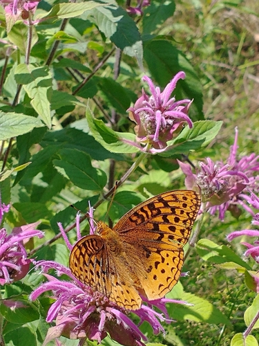 Great Spangled Fritillary