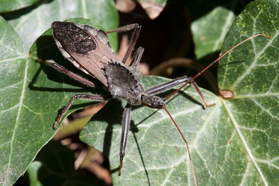 North American Wheel Bug