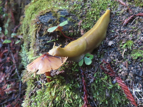 Button's Banana Slug