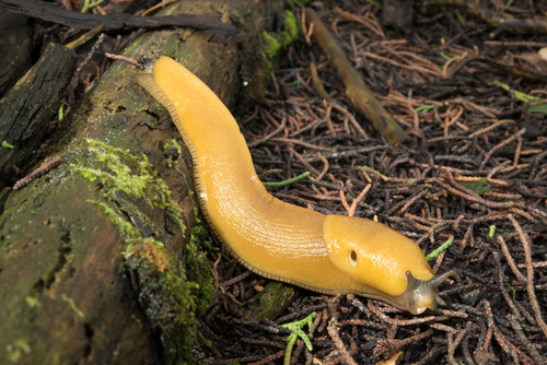 California Banana Slug