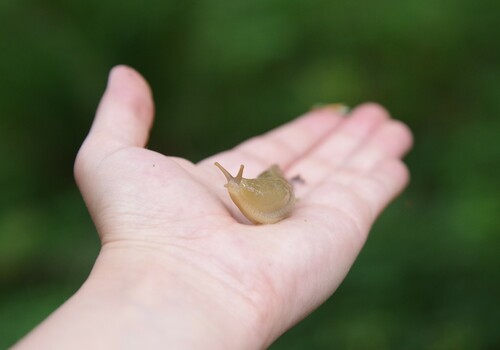 Pacific Banana Slug