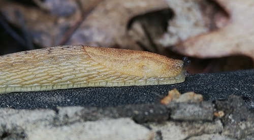 Northern Dusky Slug