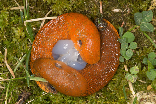 Spanish Slug