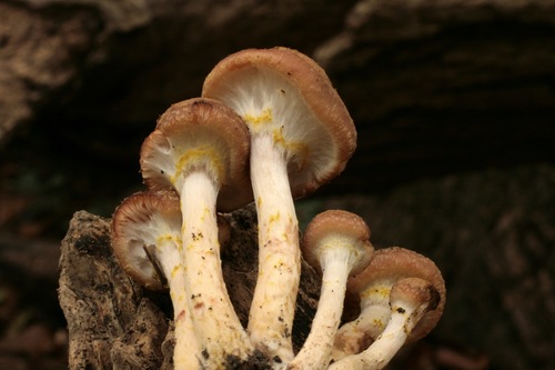 Bulbous Honey Fungus