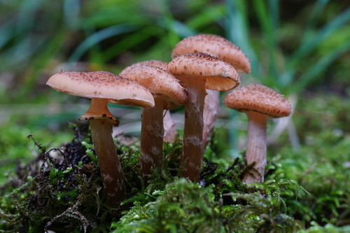 Honey Mushroom