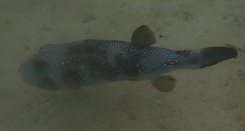 White-spotted Puffer