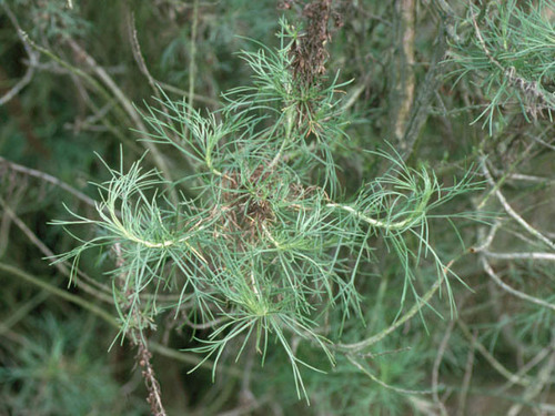 California sagebrush