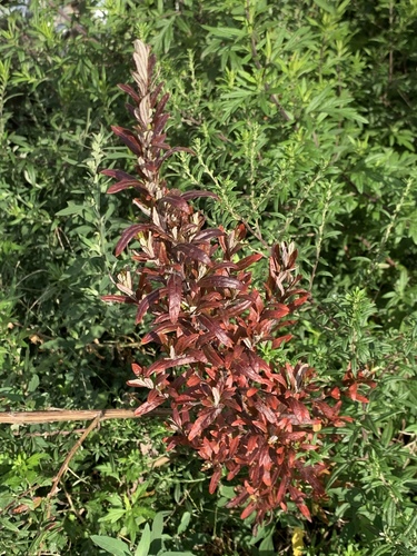 Common mugwort