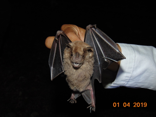 Jamaican Fruit-eating Bat
