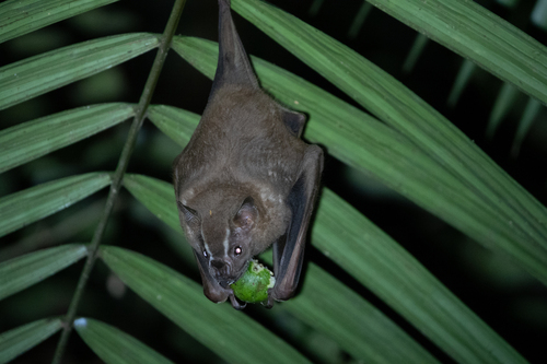 Great Fruit-eating Bat