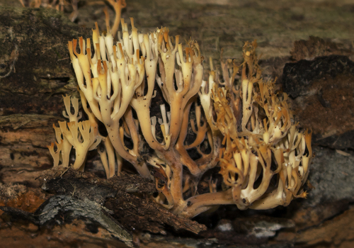Crown-tipped coral fungus