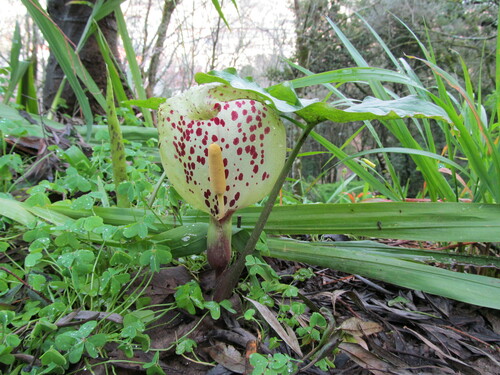 Italian arum