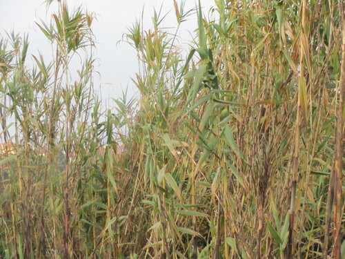 Giant reed