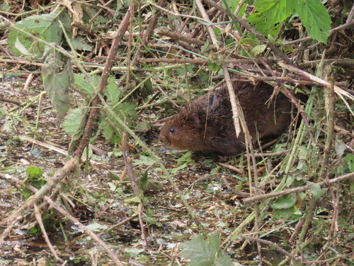 European Water Vole