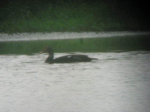 White-winged Duck