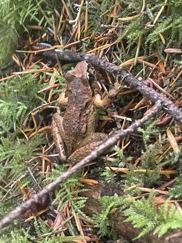 Coastal Tailed Frog