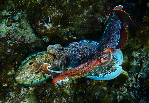 Australian Giant Cuttlefish