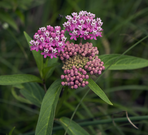 Swamp milkweed