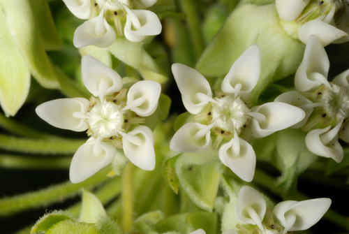 Common milkweed