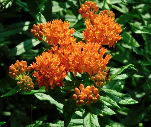 Butterfly milkweed