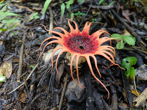 Anemone stinkhorn fungus